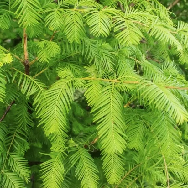 Metasequoia glyptostroboides - Dawn Redwood
