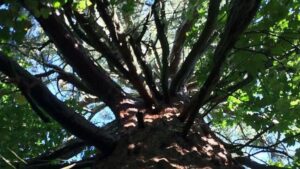 Enzo's Homes guilty of felling ancient redwood tree in Swansea