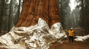 The race to save California’s famous sequoia trees