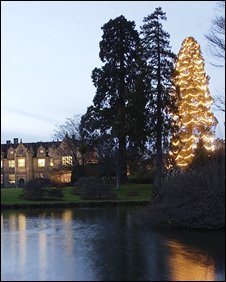 Redwood is giant Christmas tree