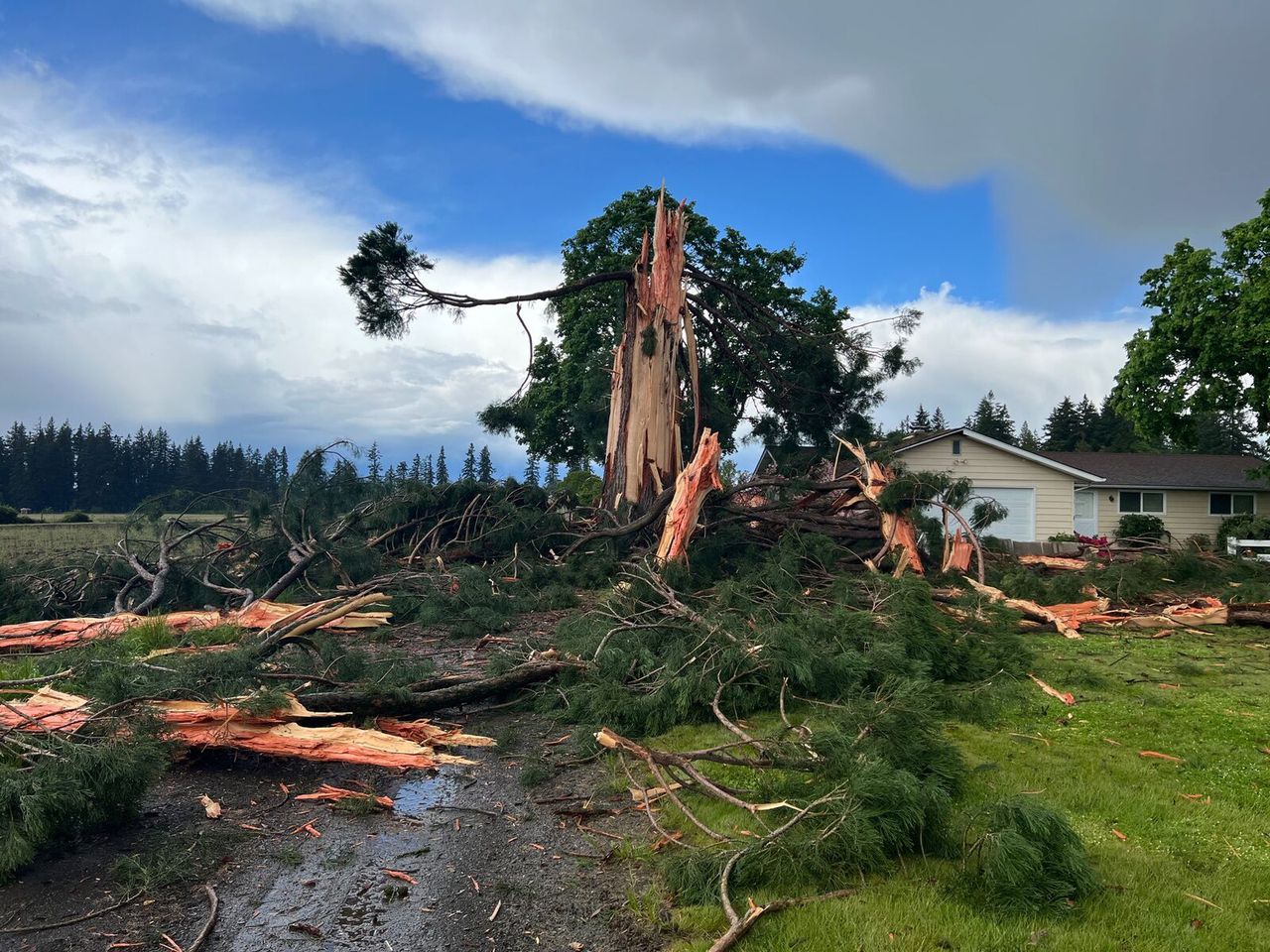 Lightning strike in Oregon, US blows apart a large redwood tree ...