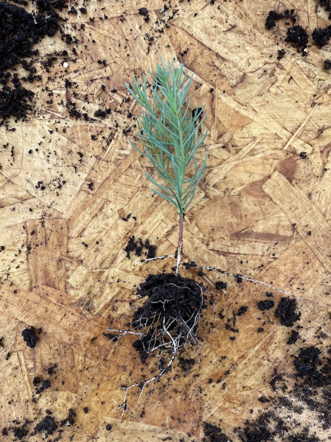Latest Batch of Giant Redwoods - Redwood Trees