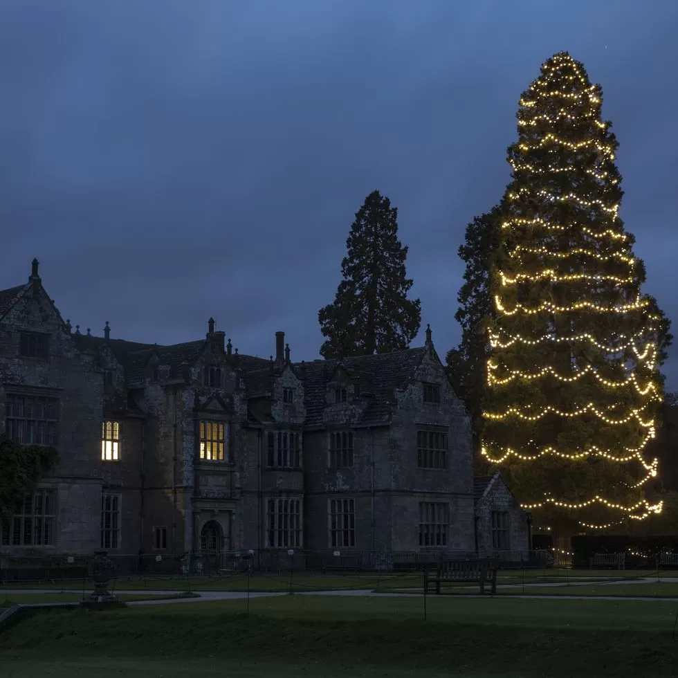 The UK's tallest living Christmas tree will feature 1,800 energysaving