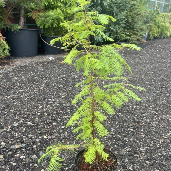 Dawn Redwood - Metasequoia glyptostroboides