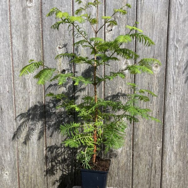 Metasequoia glyptostroboides - Dawn Redwood
