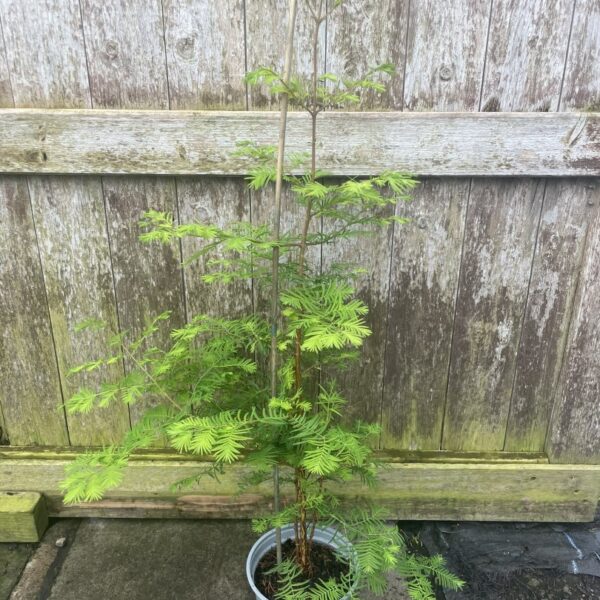 Metasequoia glyptostroboides Dawn Redwood Tree 60/80cm (2L)