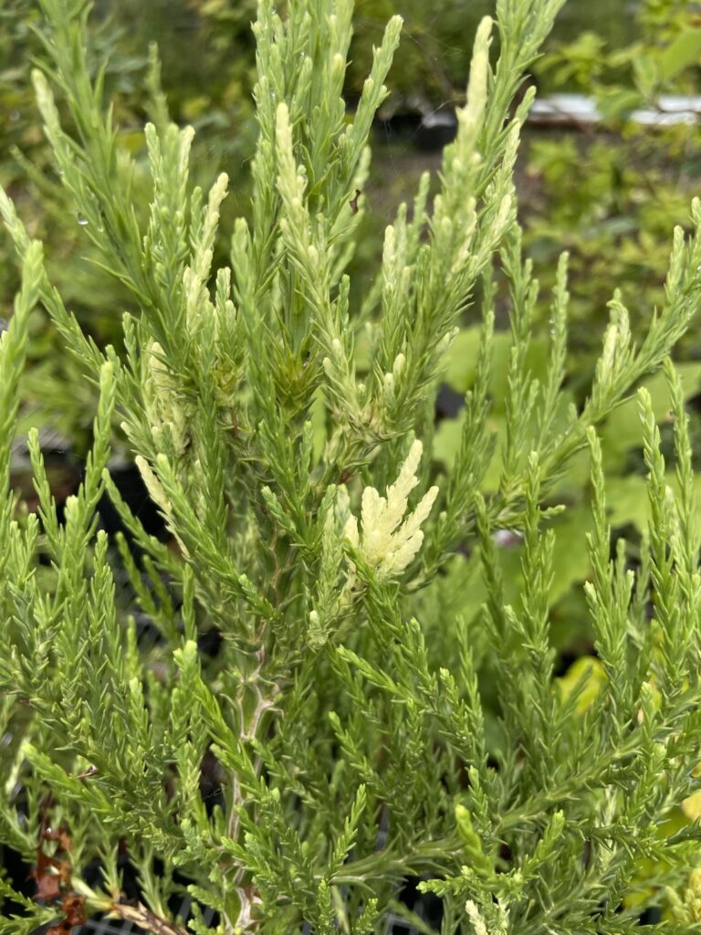 Giant Redwood 'French Beauty'