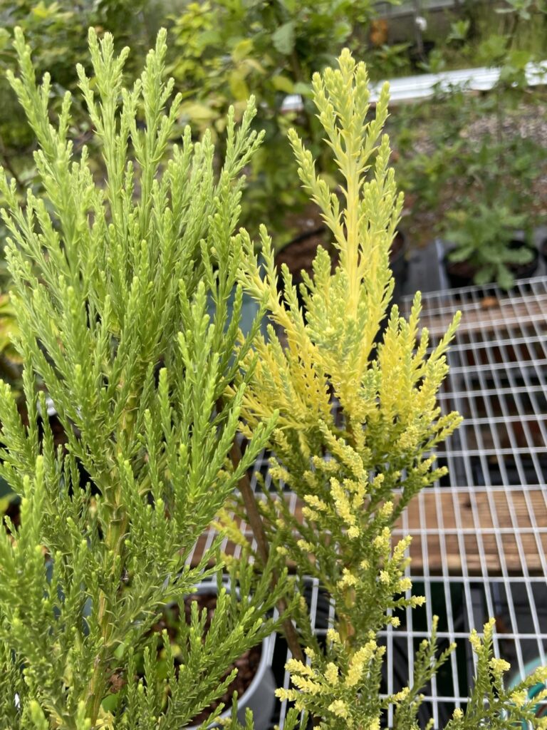 Giant Redwood ‘Vida Magical Mystery’