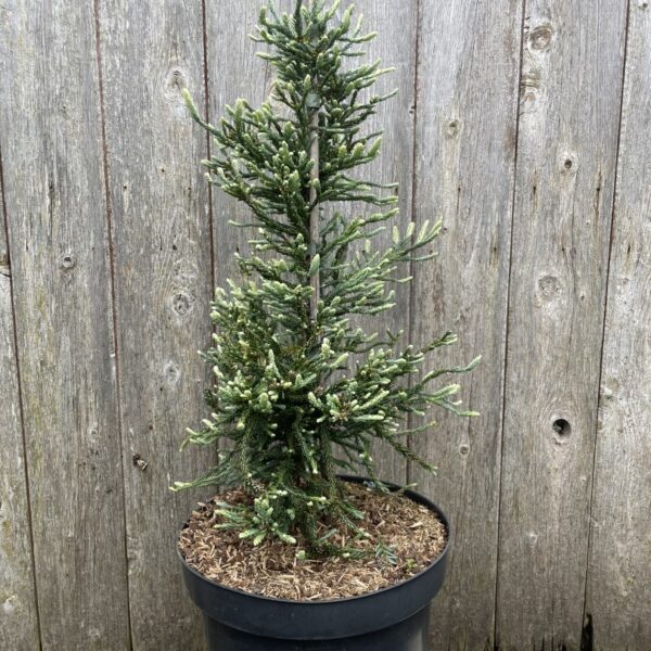 Sequoia sempervirens Coast Redwood 'Lightning' 40/60cm
