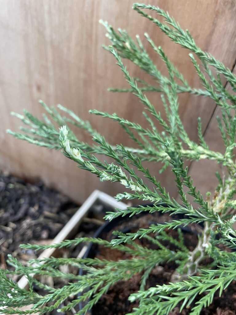 Sequoiadendron giganteum French Beauty