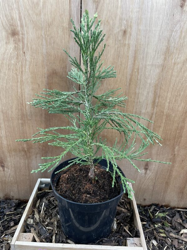 Sequoiadendron giganteum French Beauty