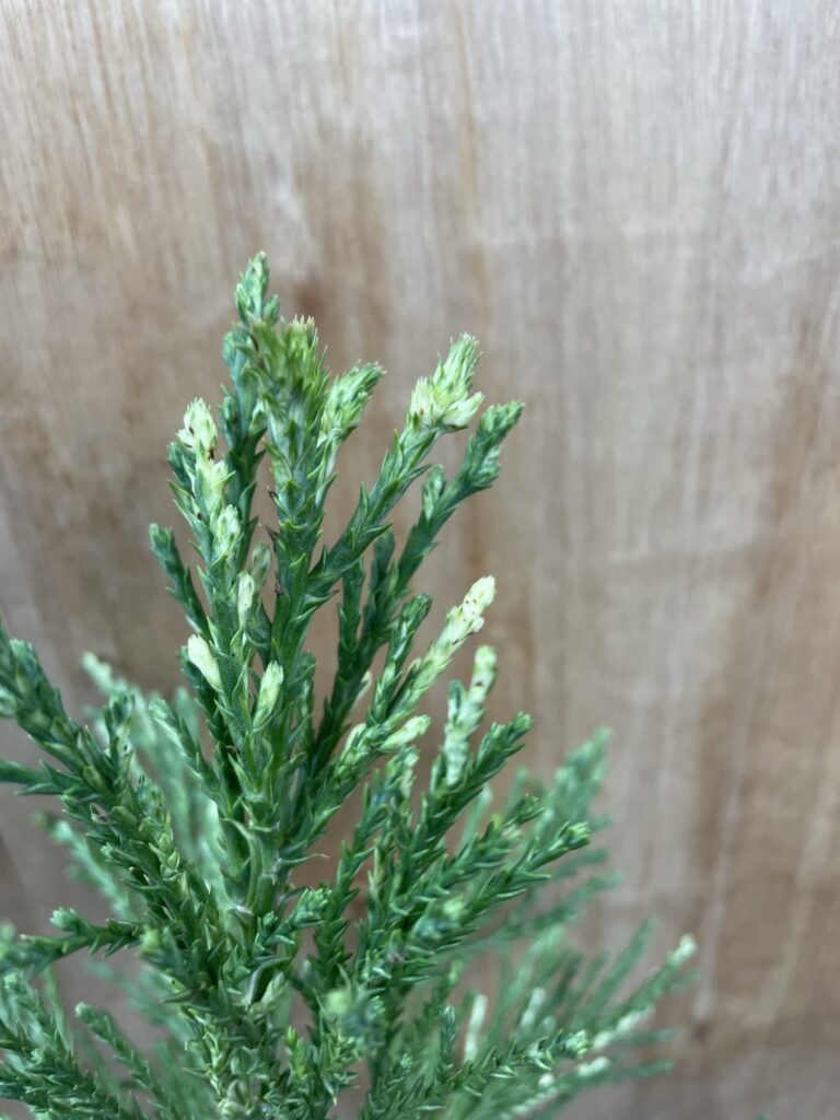 Sequoiadendron giganteum French Beauty