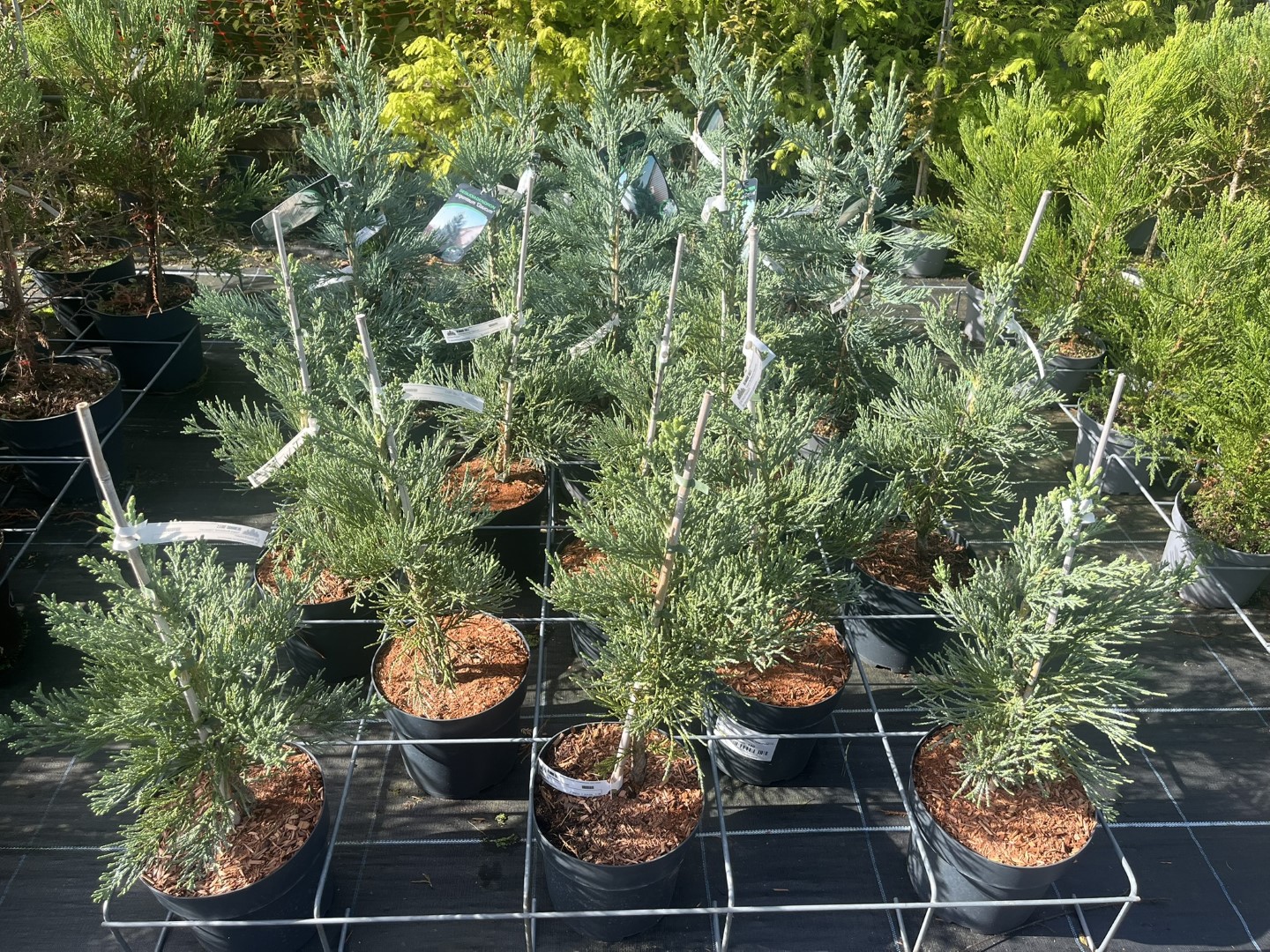 Giant Redwood 'Glaucum' 60/80cm (10L) - Image 4