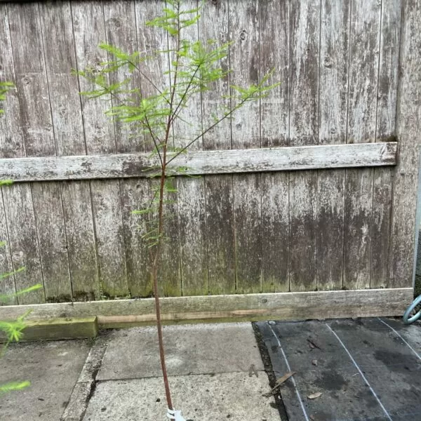 Taxodium distichum - Swamp Cypress
