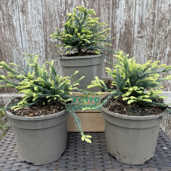 Sequoia sempervirens - Coast Redwood 'Adpressa'