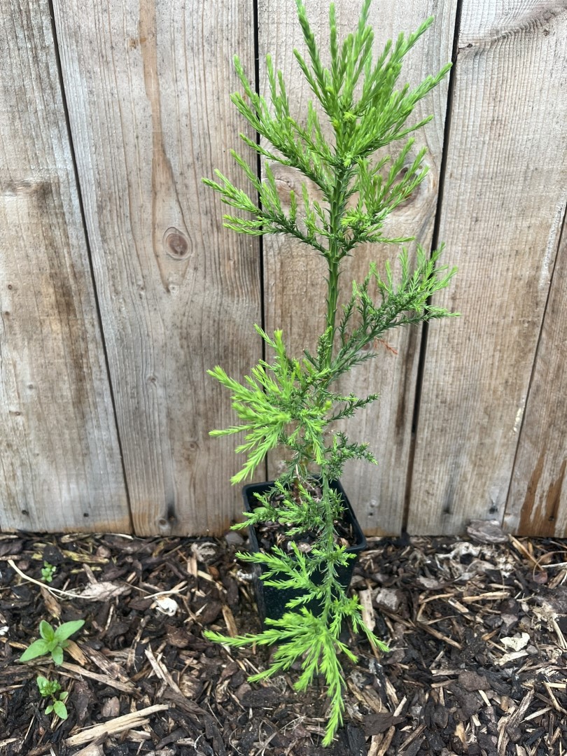 Sequoiadendron giganteum - Mature Giant Redwood Sapling