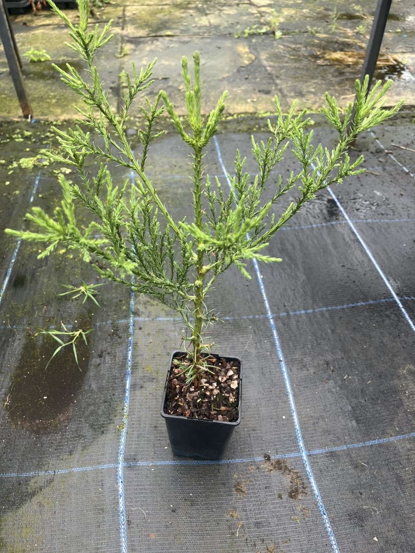 Sequoiadendron giganteum - Mature Giant Redwood Sapling