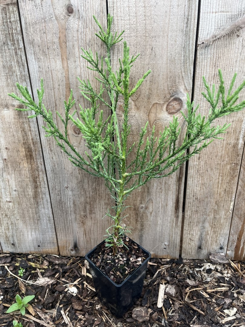 Sequoiadendron giganteum - Mature Giant Redwood Sapling