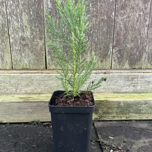 Sequoiadendron giganteum aka Wellingtonia