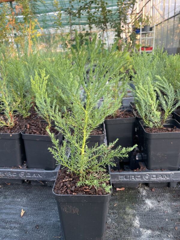 Sequoiadendron giganteum aka Wellingtonia