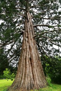 rom Seed to Towering Beauty: The Lifecycle of Redwood Trees