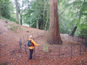 A quick mention of the giant redwood tree in Arthur’s Wood near Quarry Bank