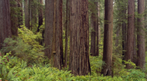 Redwoods are thousands of years old. Can we save them amid climate change?