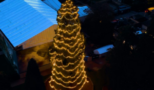 Wakehurst Christmas Tree
