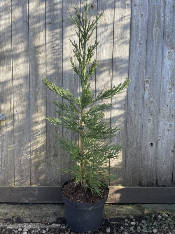 Giant Redwood 'Glaucum' 80/100cm 10L
