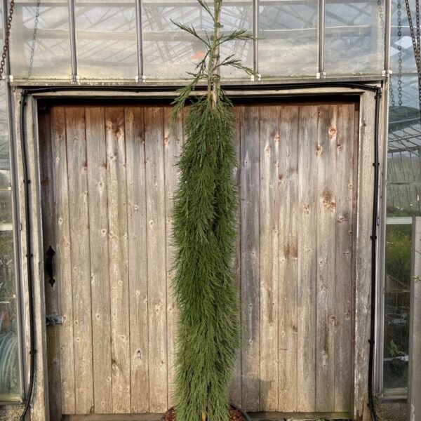 Sequoiadendron giganteum - Giant Redwood 'Pendulum' 200/250cm (45L)