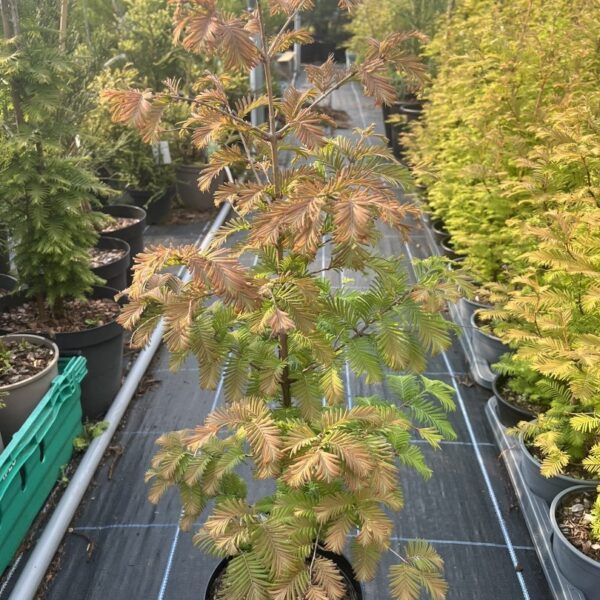 Metasequoia glyptostroboides - Dawn Redwood 'Daweswood Tawny Fleece' 40/60cm (4L)