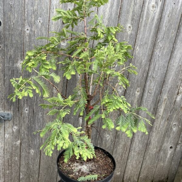 Metasequoia glyptostroboides - Dawn Redwood 'Hamlet's Broom'