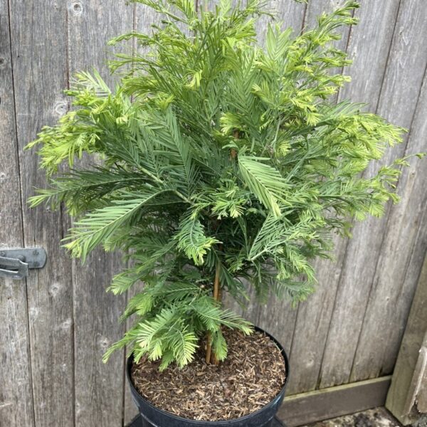 Metasequoia glyptostroboides - Dawn Redwood 'Schirrmann's Nordlicht'