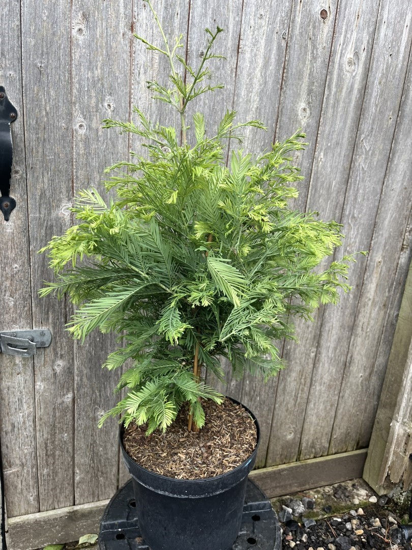Metasequoia glyptostroboides - Dawn Redwood 'Schirrmann's Nordlicht'
