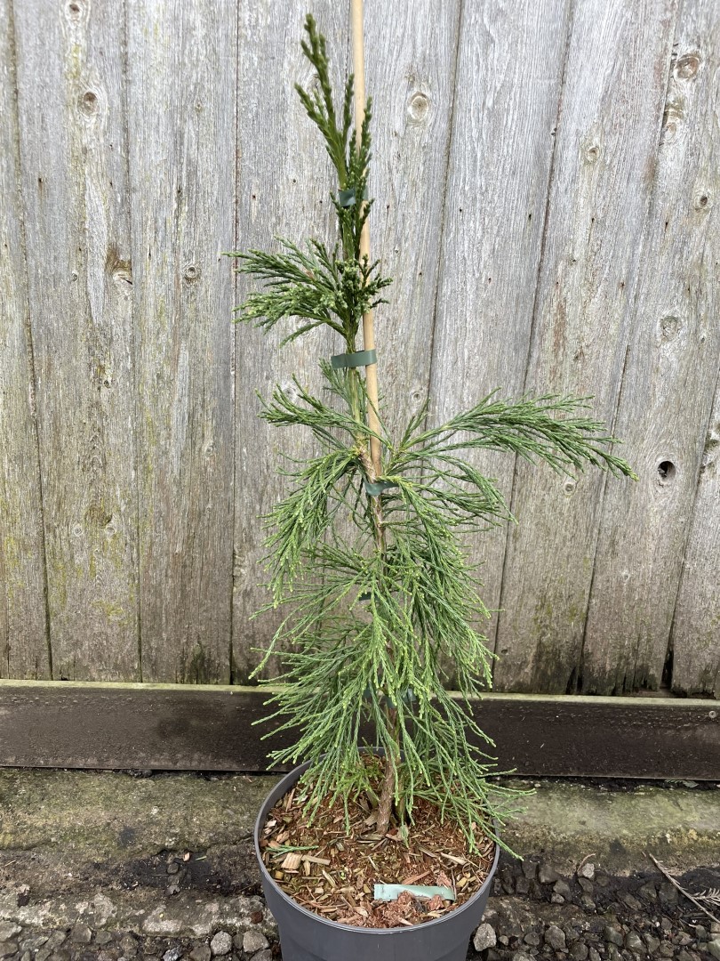 Sequoiadendron giganteum Giant Redwood 'Pendulum'