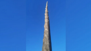 Tallest tree at Dublin's National Botanic Gardens dies