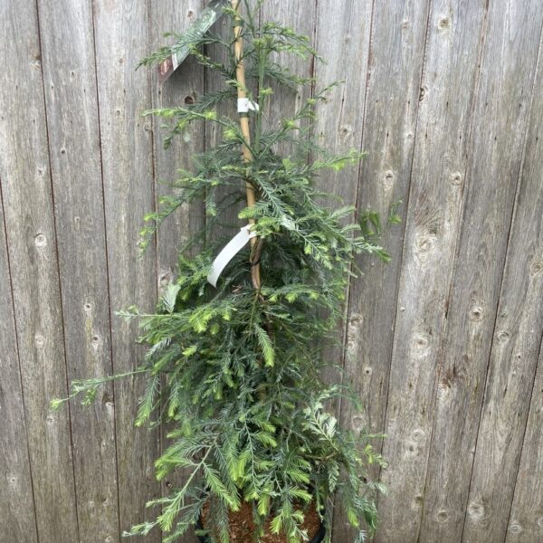 Coast Redwood ‘Winter Blue’ 100/150cm