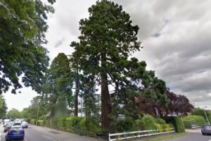 Protected Giant Redwood tree in Epping could be cut down because its damaging houses