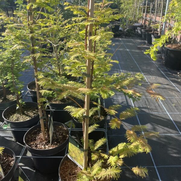 Metasequoia glyptostroboides - Dawn Redwood Amber Glow