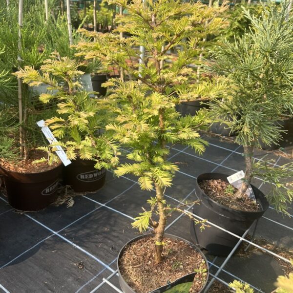 Dawn Redwood 'Miss Grace' 60/80cm (5L)