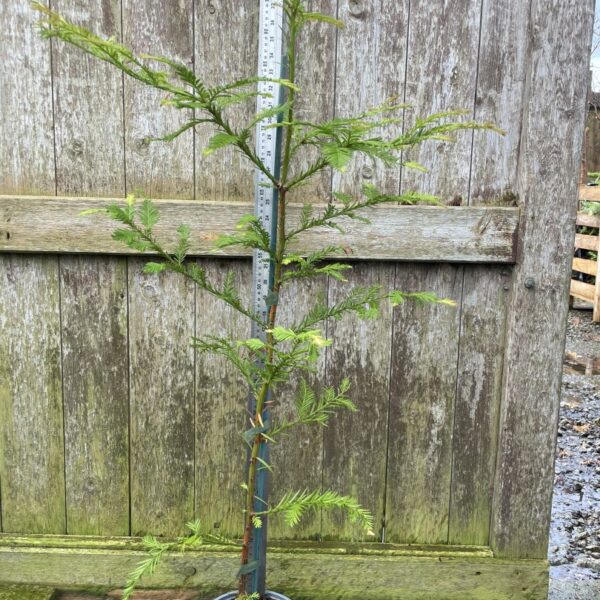 Coast Redwood Tree 100/120cm (2L)
