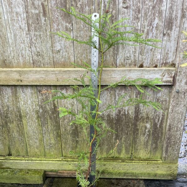 Coast Redwood Tree 100/120cm (P9T)