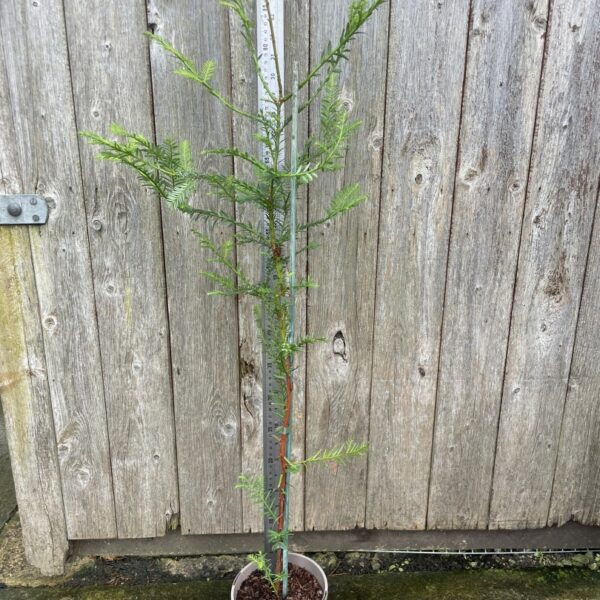 Coast Redwood Tree 80/100cm (2L)