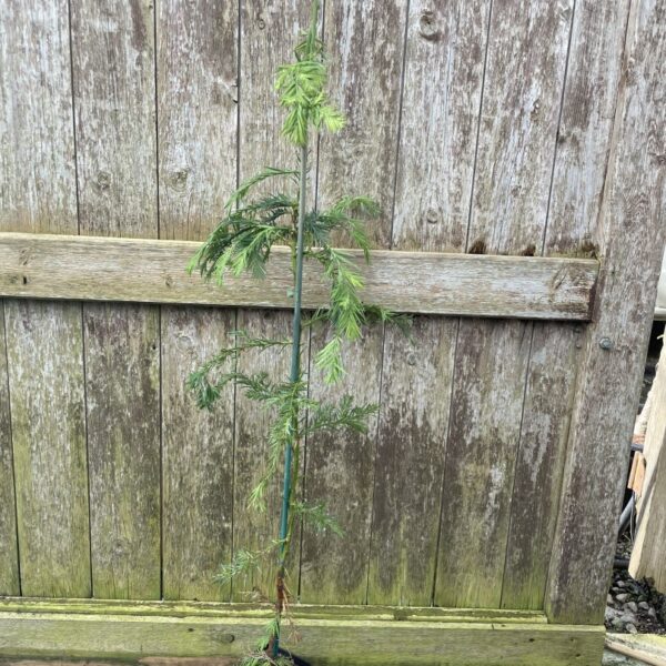 Sequoia sempervirens - Coast Redwood Tree 80100cm (P9T)