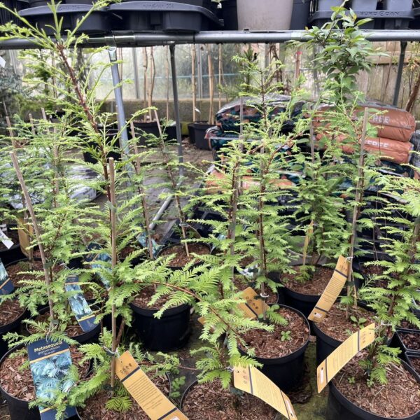Metasequoia glyptostroboides - Dawn Redwood 'Blue-isch' 40/60cm (3L)