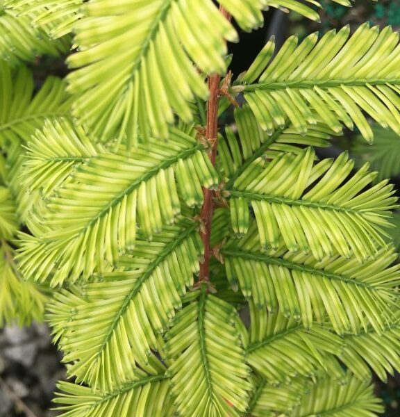 Variegated Archives Redwood Trees variegated-archives-redwood-trees