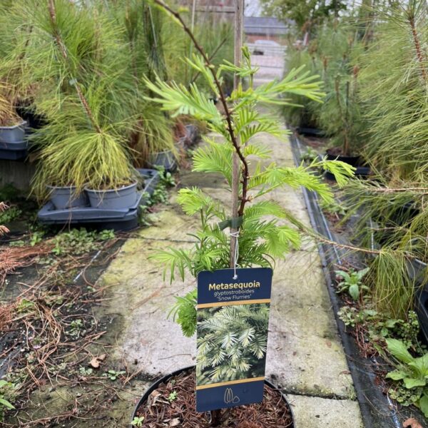 Metasequoia glyptostroboides - Dawn Redwood 'Snow Flurry' 40/60cm (3L)