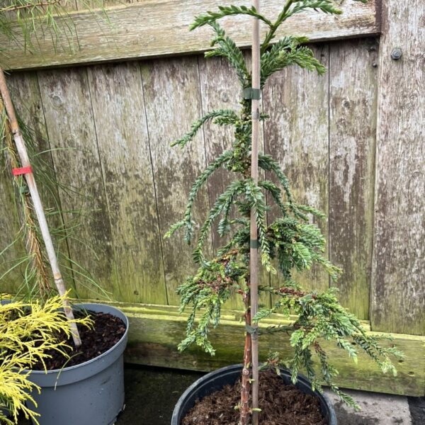 Sequoia sempervirens Coast Redwood 'Cantab'