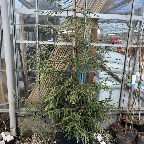 Sequoia sempervirens - Coast Redwood 'Cantab'