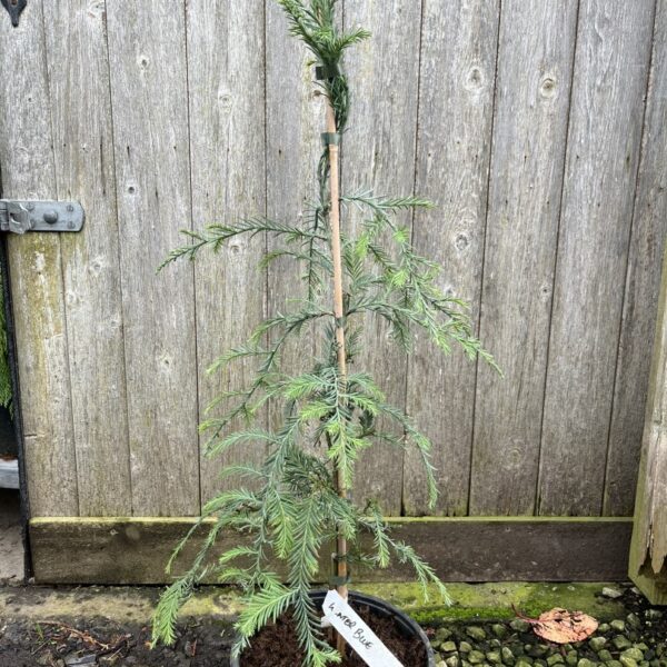 Sequoia sempervirens Coast Redwood 'Winter Blue'